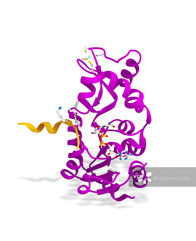 Sirtuin酶和p53图片素材