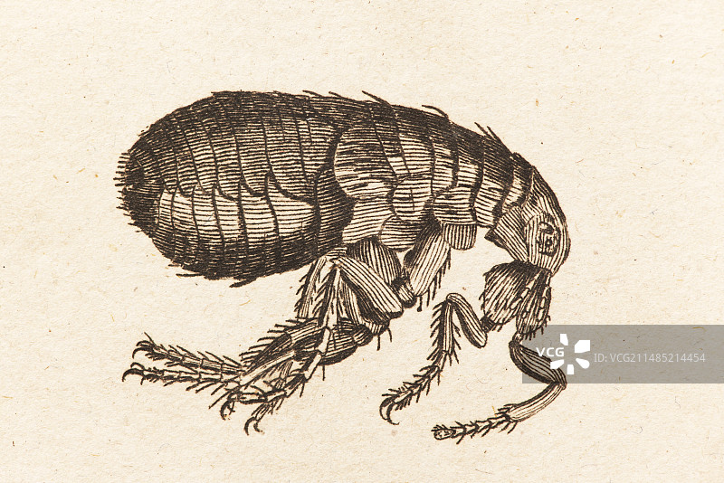 跳蚤插画图片素材