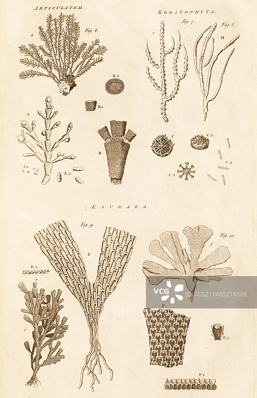 珊瑚形态图片素材