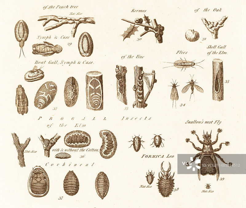 瘿蜂和原瘿蜂昆虫图片素材