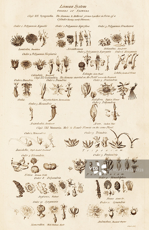 花的林奈纲和目图片素材