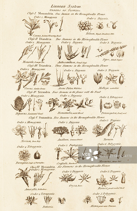花的林奈纲和目图片素材