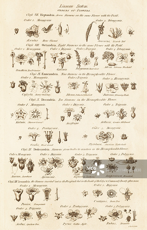 花的林奈纲和目图片素材