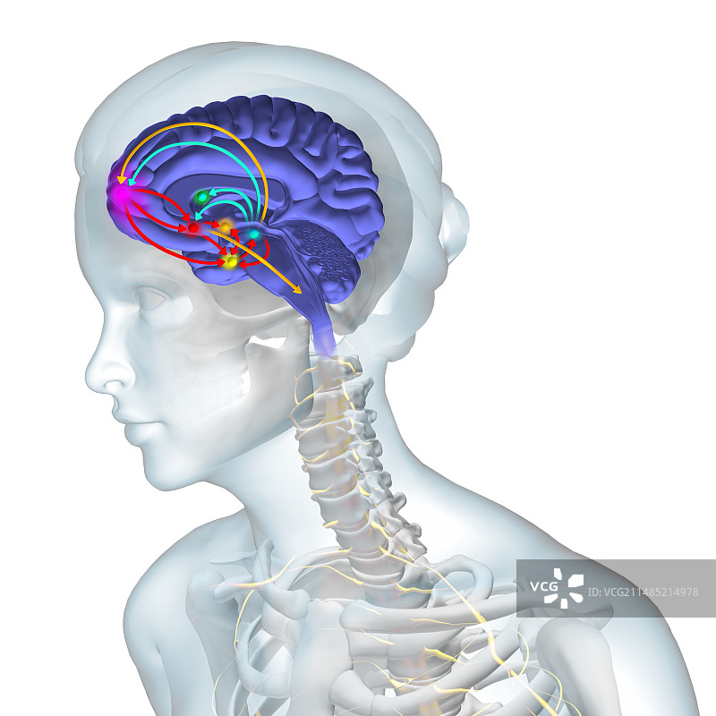大脑奖励系统图片素材