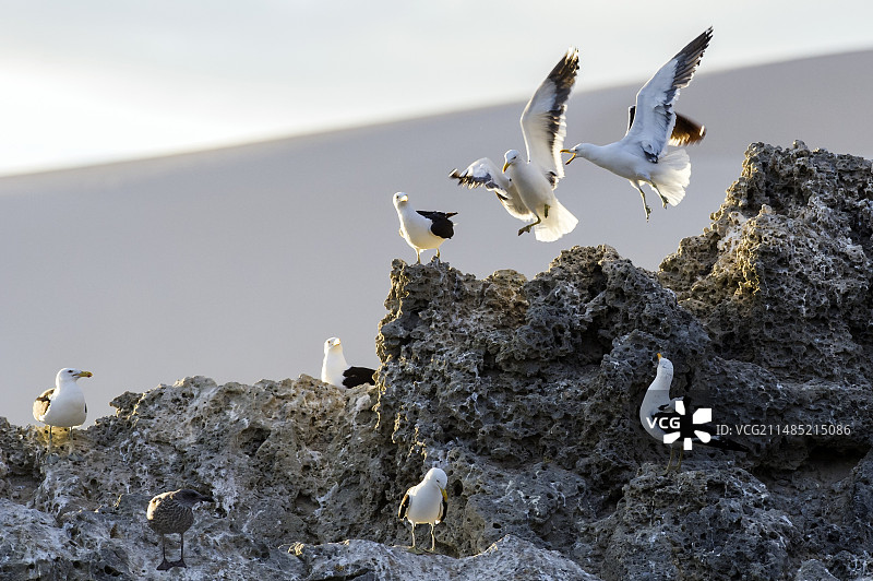 褐头鸥繁殖群图片素材