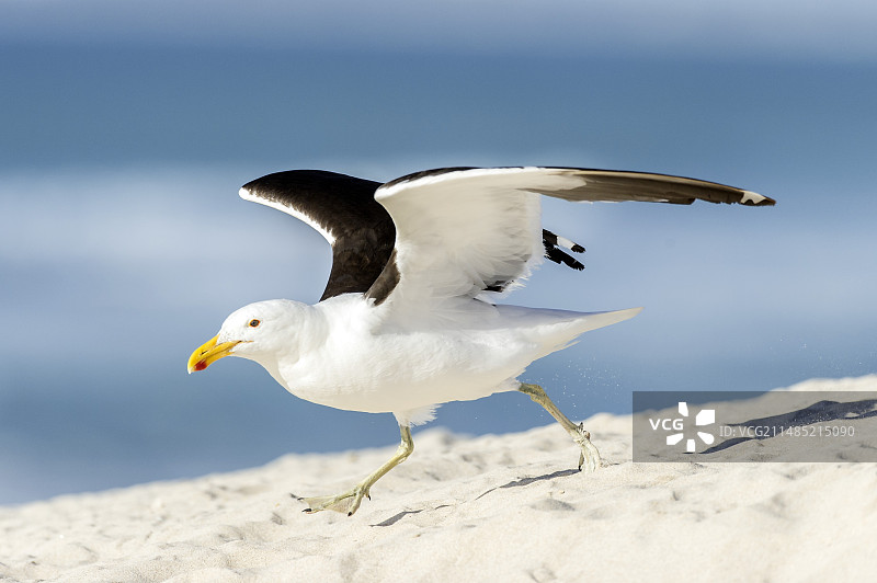 海鸥起飞图片素材