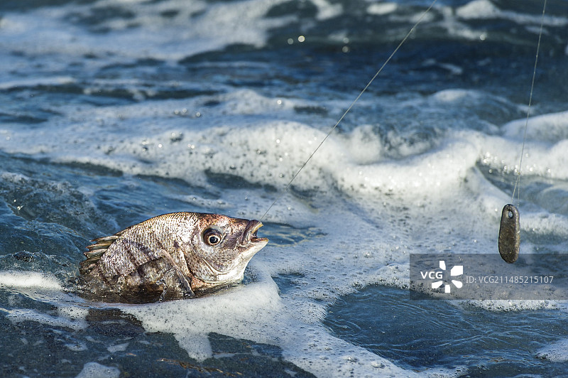 南非捕获的黑尾鱼图片素材