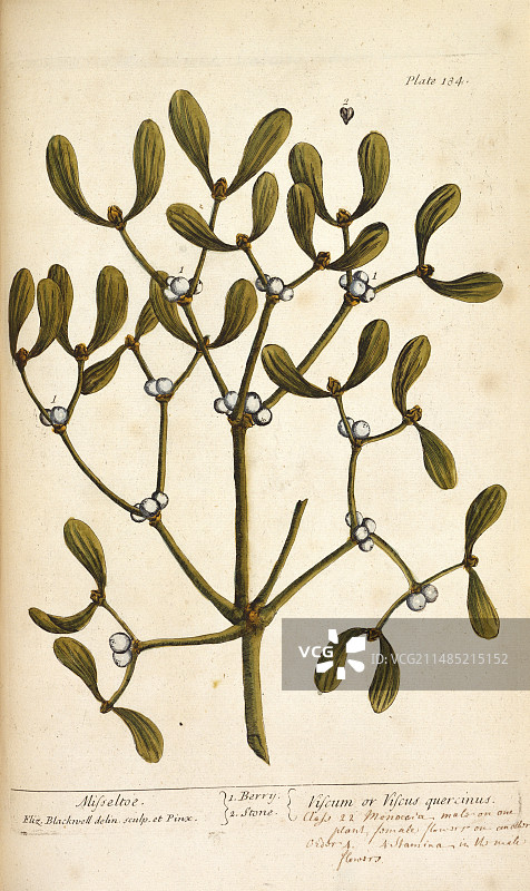 18世纪草药槲寄生图片素材