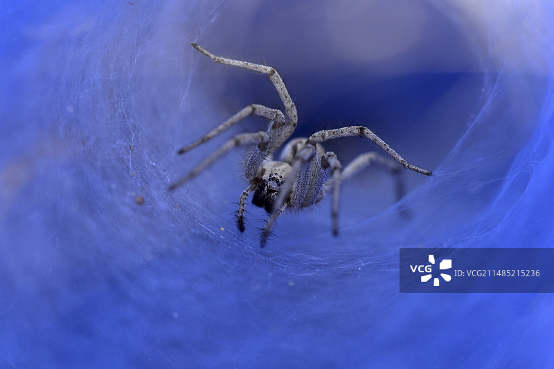 蜘蛛特写图片素材