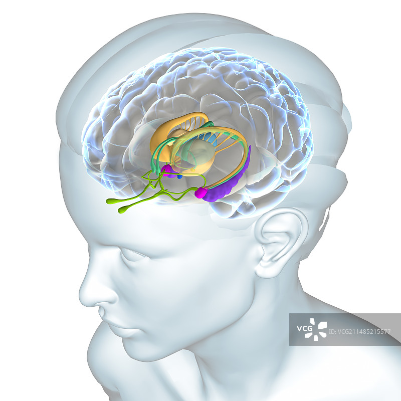 大脑解剖图片素材