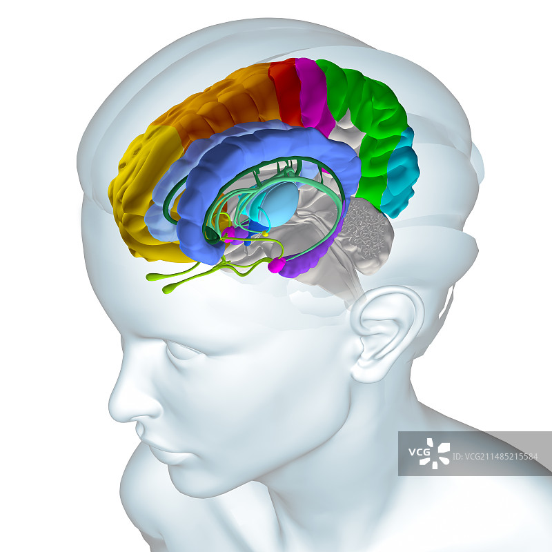 大脑解剖图片素材