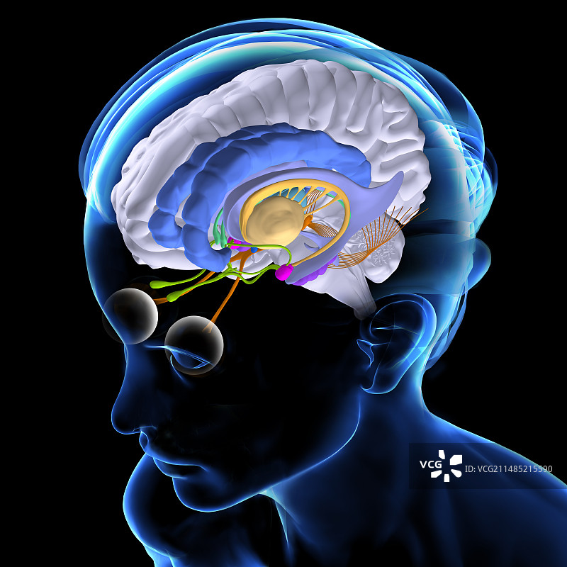 大脑解剖图片素材