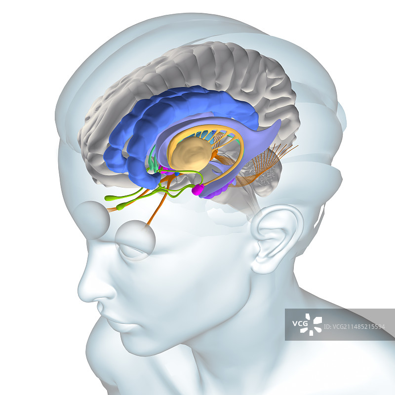 大脑解剖图片素材