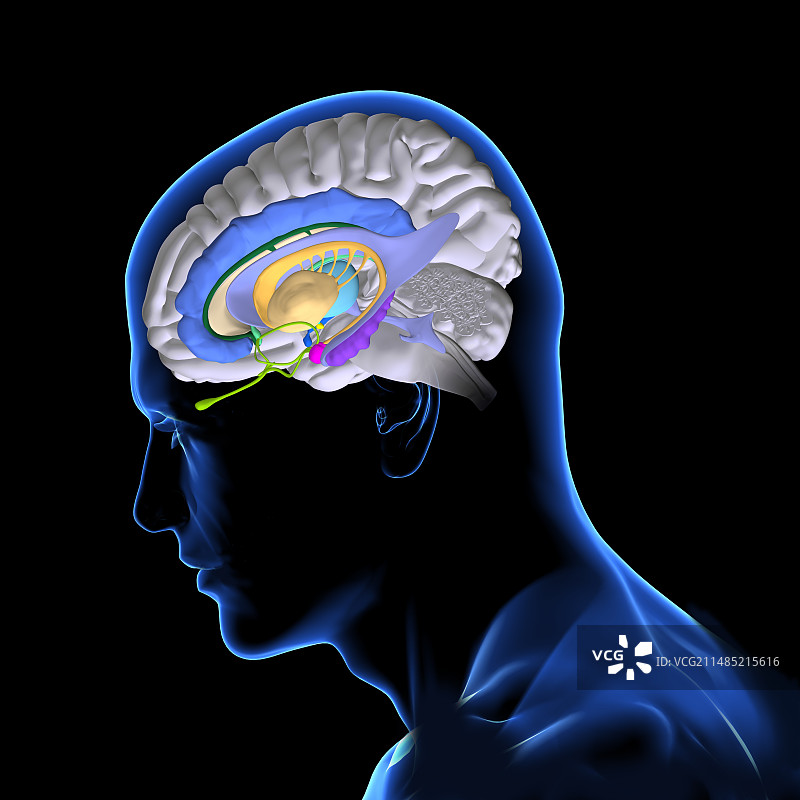 大脑解剖图片素材