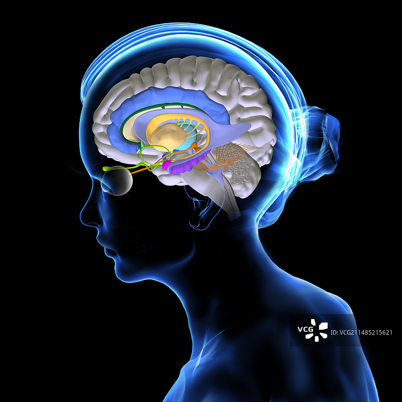 大脑解剖图片素材