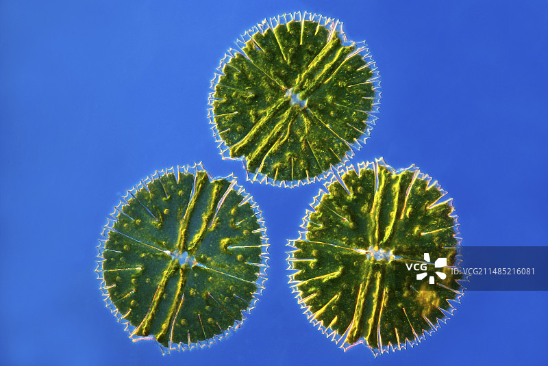 小星藻类显微照片图片素材