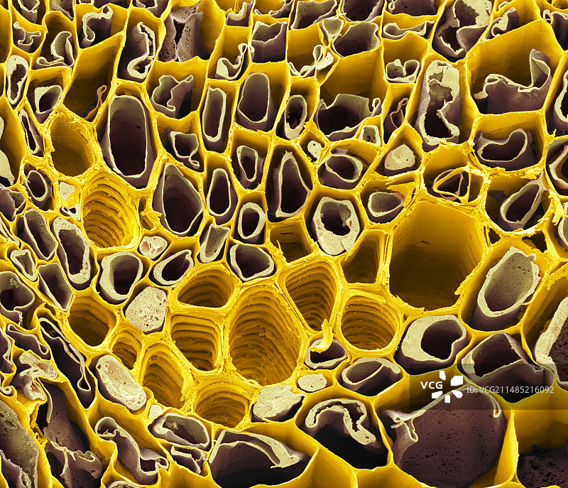 双子叶植物维管束扫描电镜图图片素材