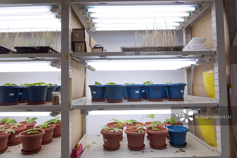 植物遗传学研究图片素材