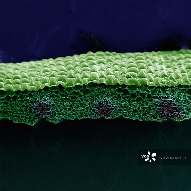 紫露草叶（扫描电子显微镜）图片素材