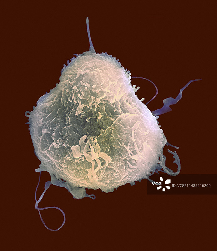 淋巴细胞白细胞，扫描电镜图图片素材