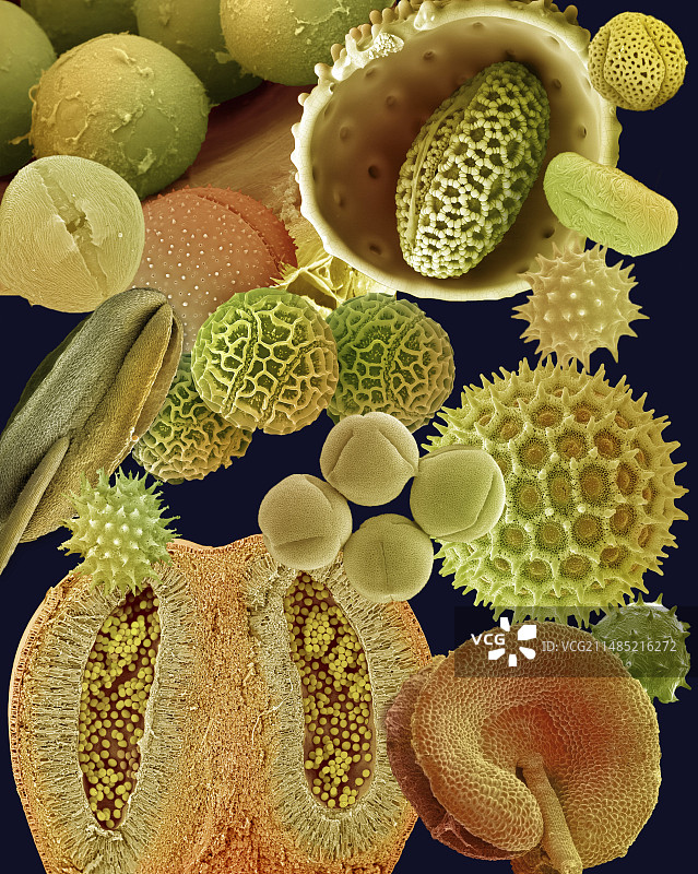 花粉粒（扫描电镜图）图片素材