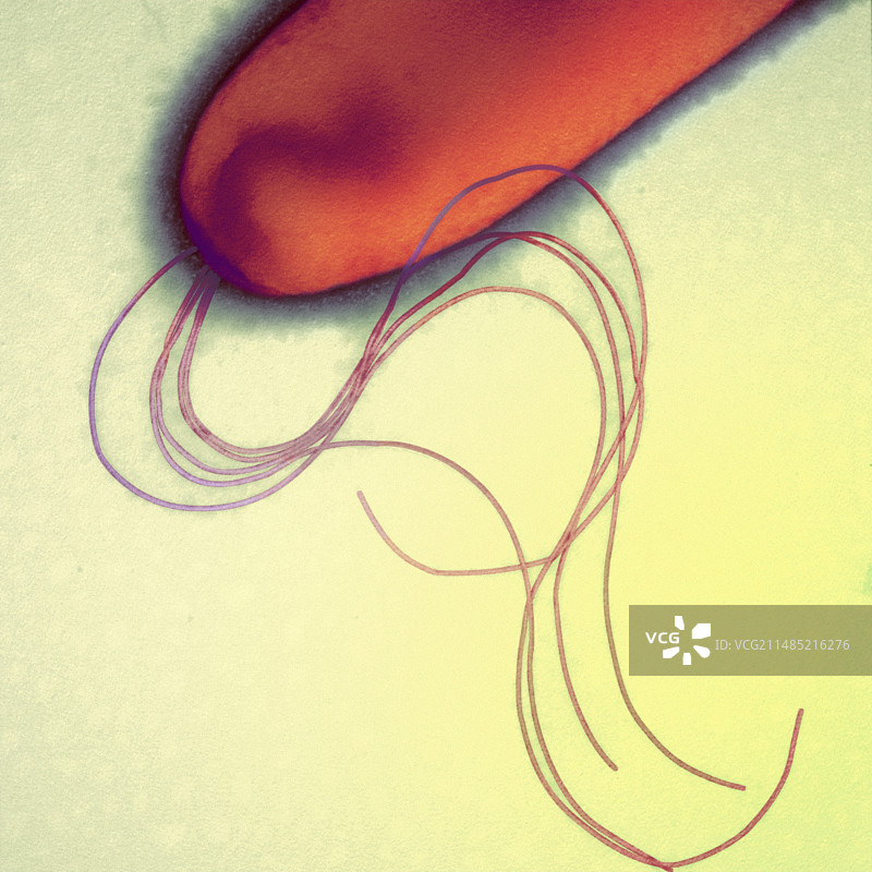 铜绿假单胞菌（扫描电子显微镜）图片素材