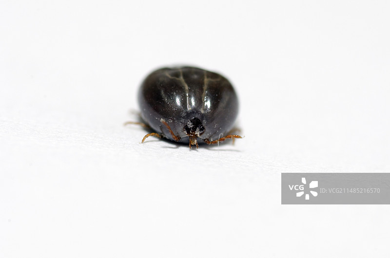 从皮肤上去除的蜱虫图片素材