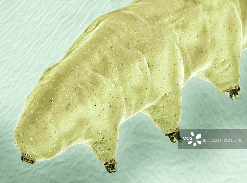 水熊虫扫描电镜图图片素材