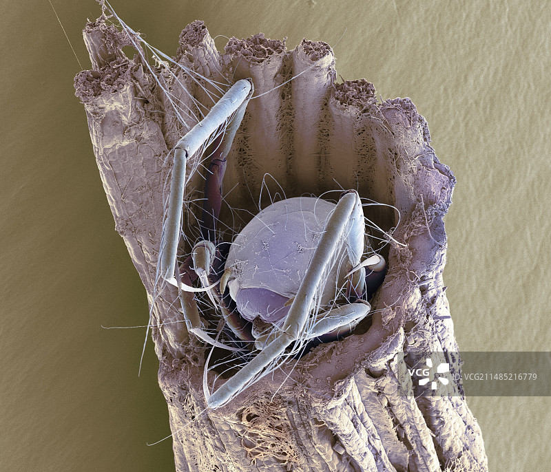 石蛾幼虫扫描电镜图图片素材