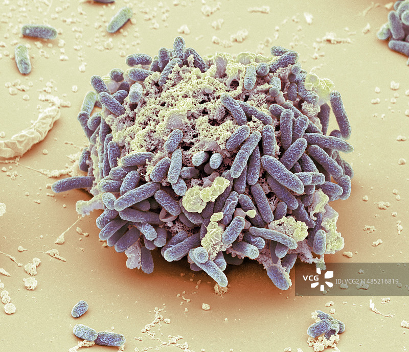 大肠杆菌，扫描电镜图片素材