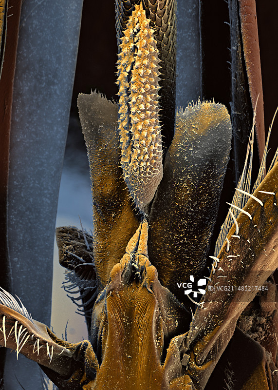 蜜蜂口器扫描电镜图图片素材