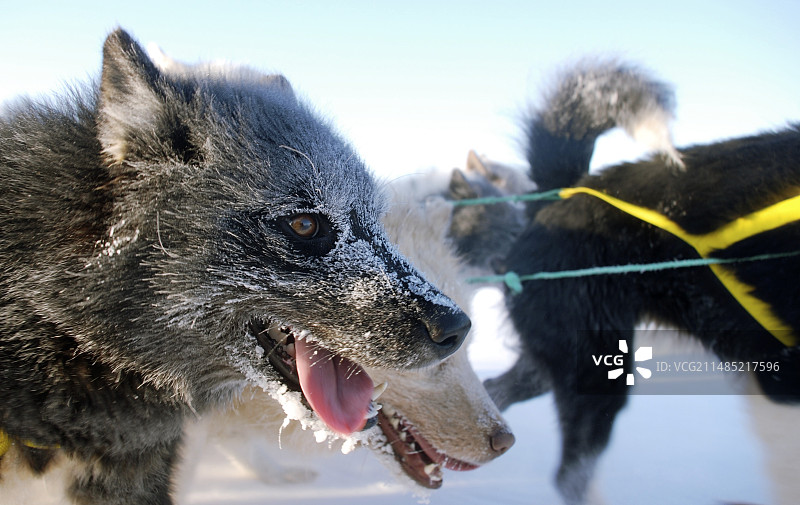 格陵兰岛狗拉雪橇图片素材