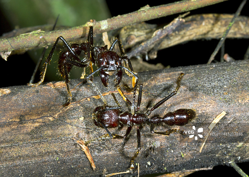 子弹蚁互动图片素材
