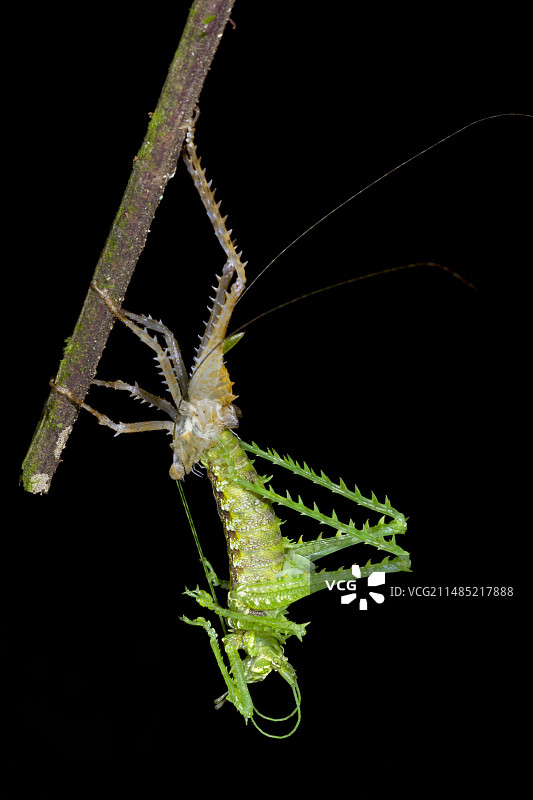 灌木蟋蟀蜕皮图片素材