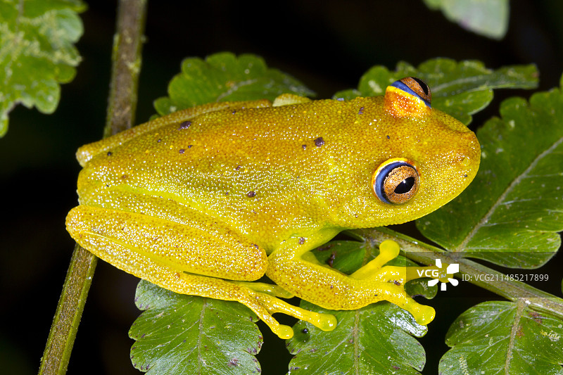 德梅拉拉瀑布树蛙图片素材