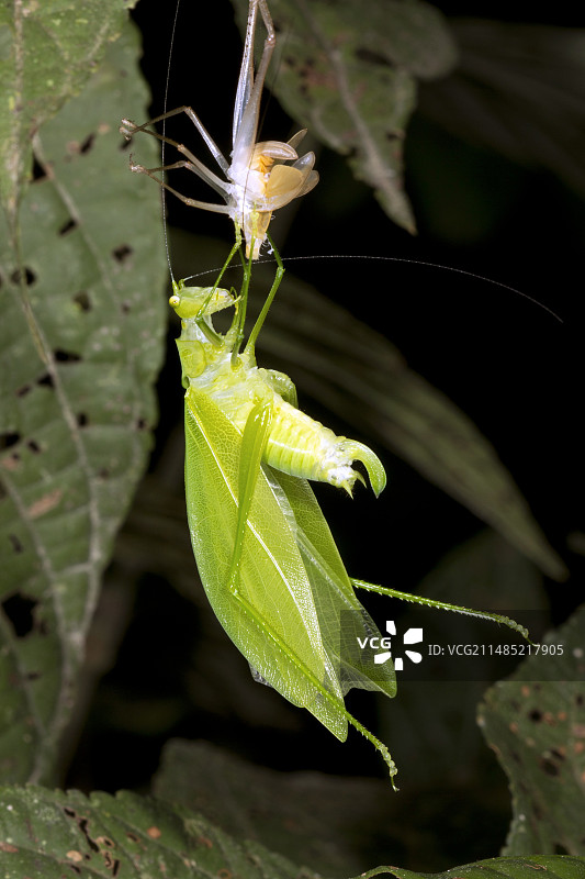 灌木蟋蟀蜕皮图片素材