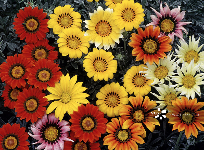 加扎尼亚图片素材