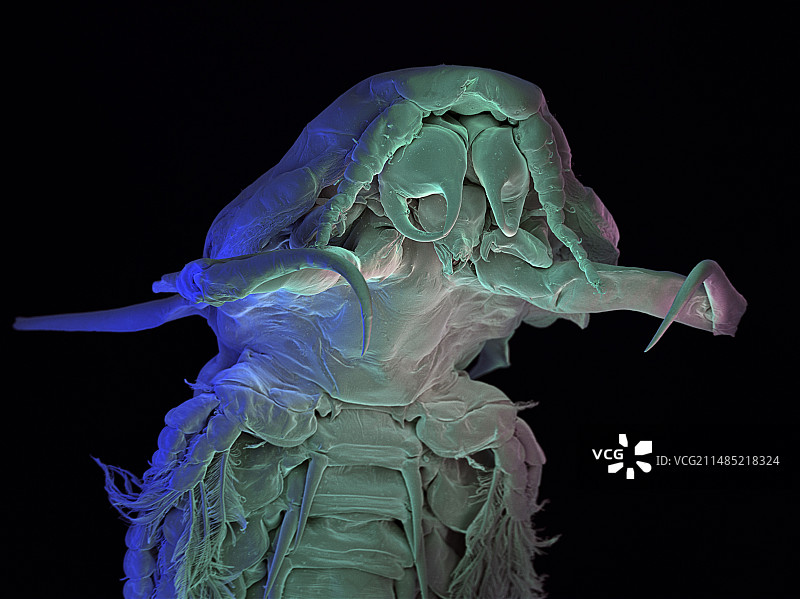 桡足类动物显微扫描图图片素材