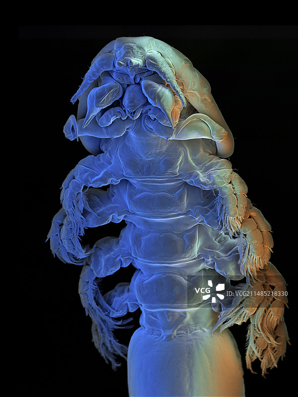 克罗地亚 桡脚亚纲的动物, SEM图片素材