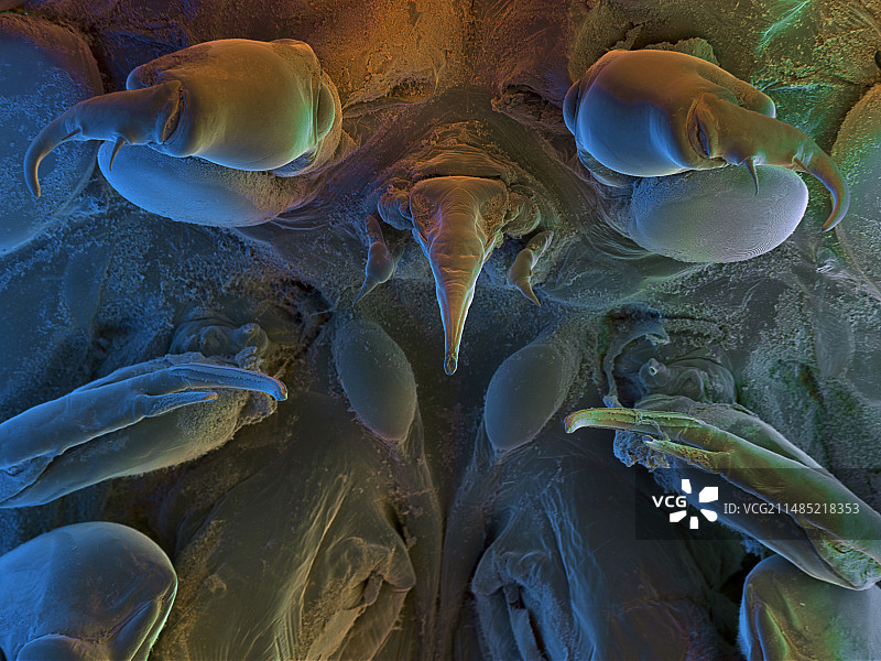 Pandarus桡足动物扫描电镜图图片素材