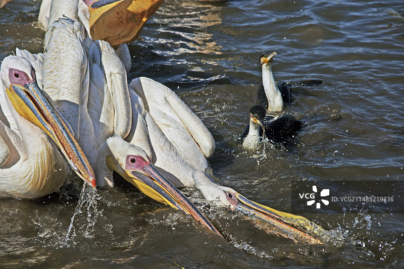 鹈鹕和鸬鹚图片素材
