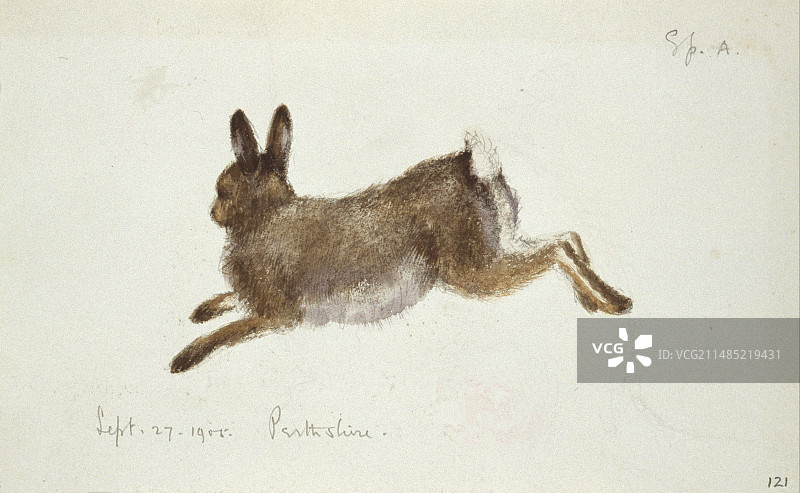 北极兔艺术作品图片素材