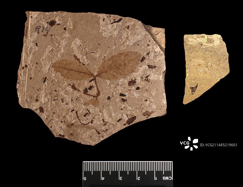 玫瑰植物化石、叶子和刺图片素材
