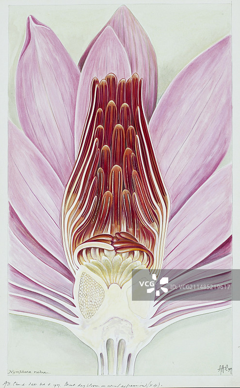 印度红睡莲（红睡莲）图片素材