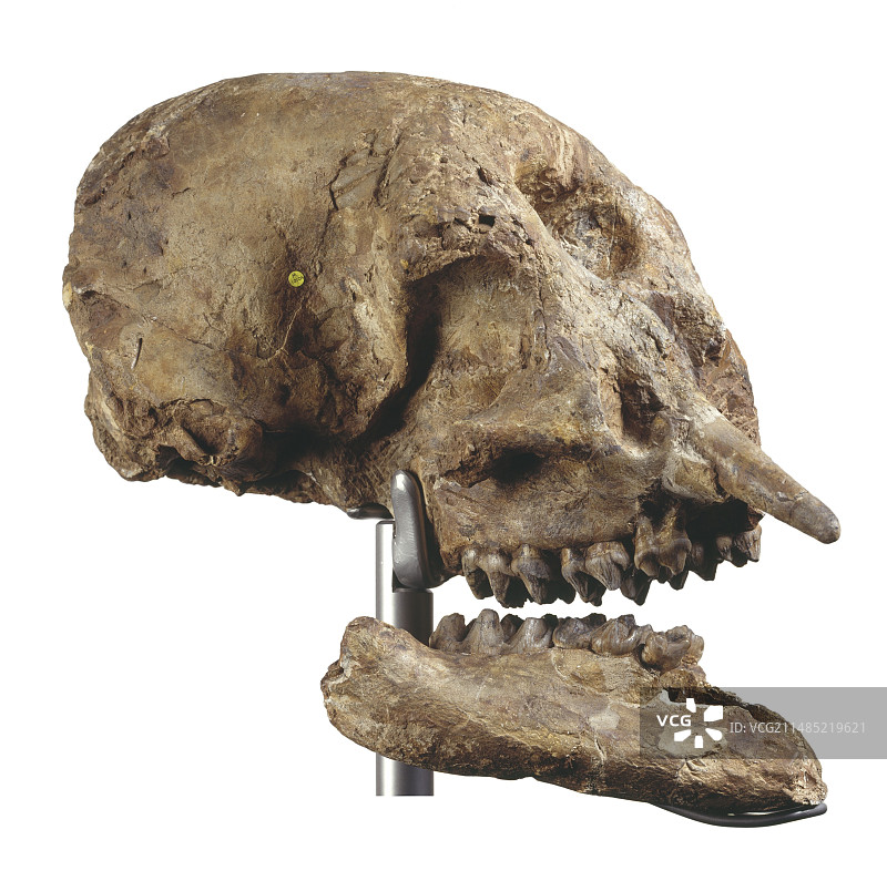 嵌齿象化石头骨图片素材