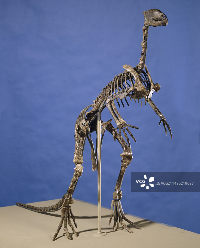 棱齿龙骨骼图片素材