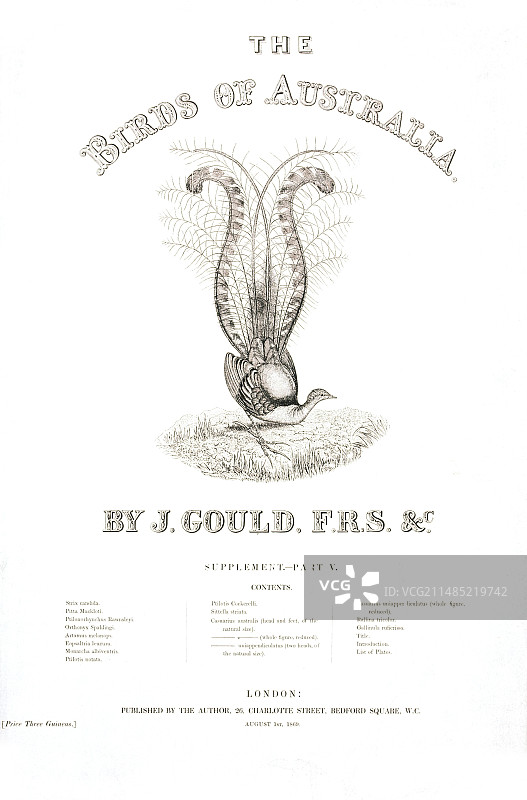 澳大利亚的鸟类封面图片素材