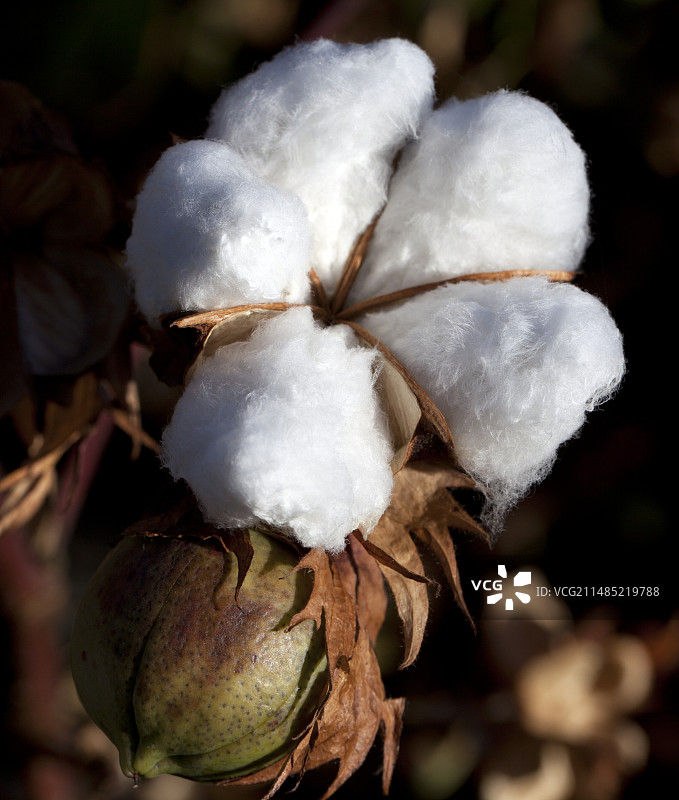 棉铃图片素材