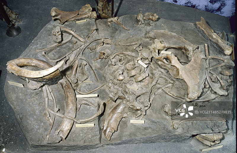 长毛猛犸象化石骨骼图片素材