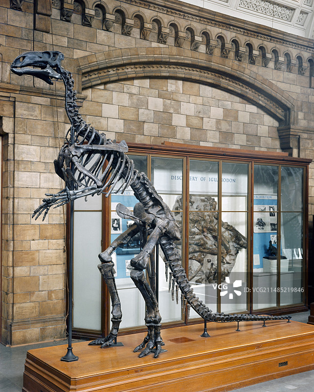 禽龙恐龙化石骨架图片素材